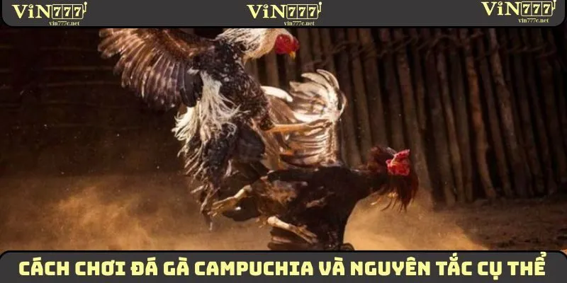 Cách Chơi Đá Gà Campuchia Dành Cho Hội Viên Mới 2026 1 Cách chơi đá gà Campuchia và nguyên tắc cụ thể