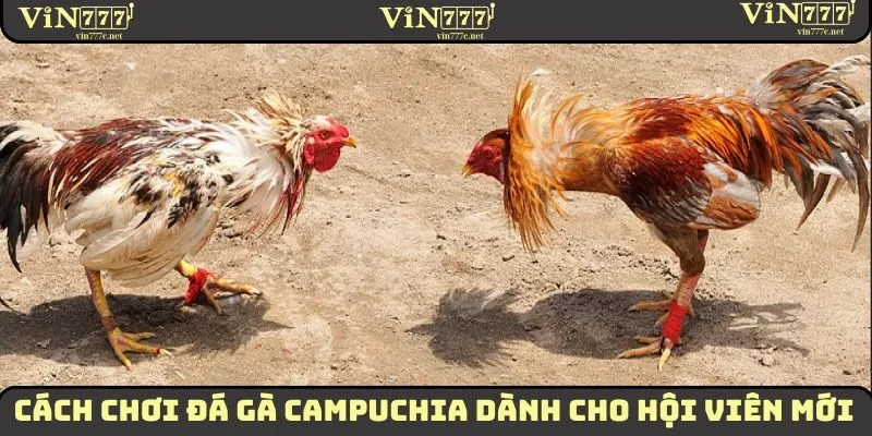 Cách Chơi Đá Gà Campuchia Dành Cho Hội Viên Mới 2026 2 Cách chơi đá gà Campuchia 2025